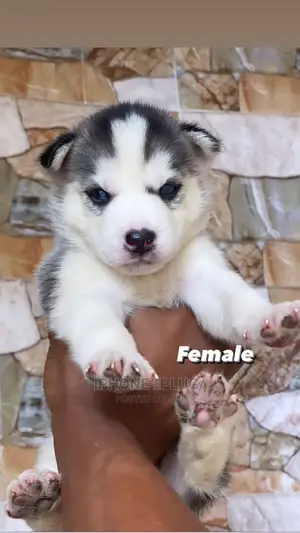 1-3 months Female Purebred Siberian Husky