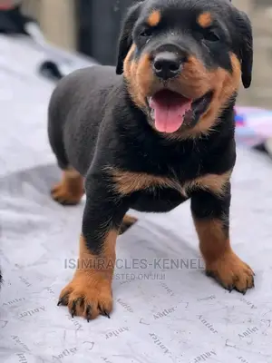1-3 months Female Purebred Rottweiler