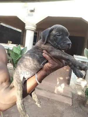 1-3 months Female Purebred Boerboel