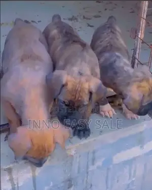 1-3 months Male Purebred Boerboel