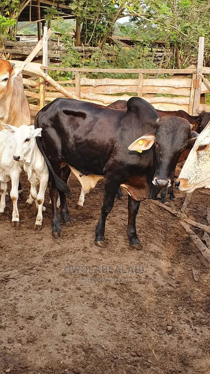 Affordable Cows