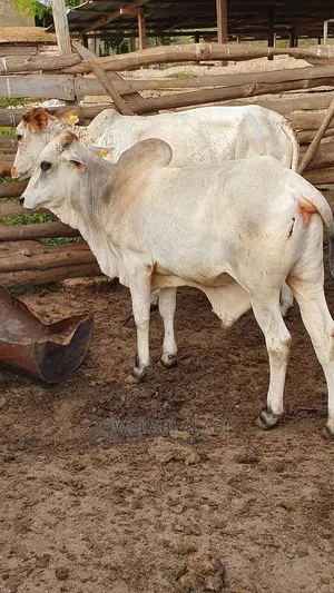 Affordable Cows