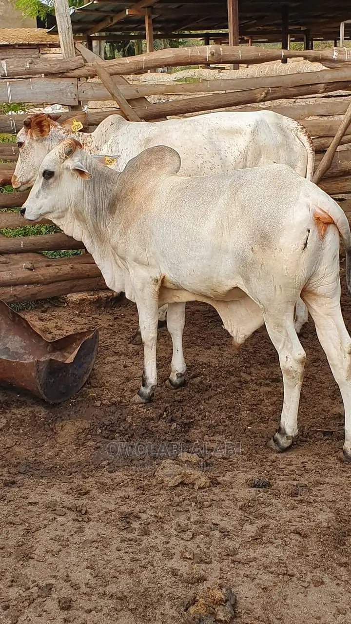 Affordable Cows