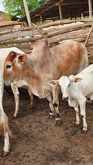 Affordable Cows
