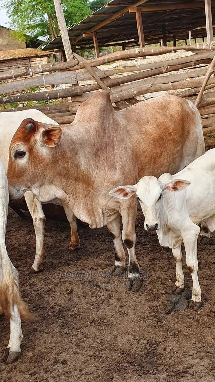 Affordable Cows