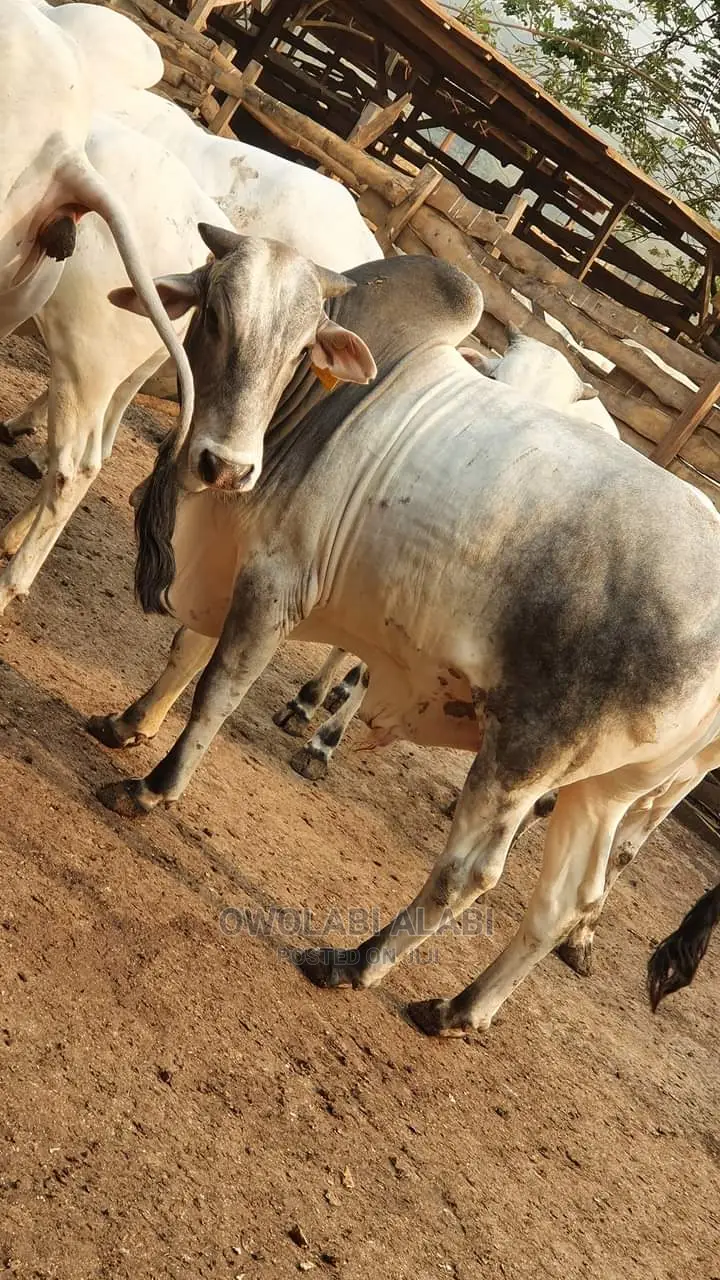 Affordable Cows