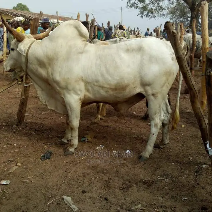 Affordable Cows