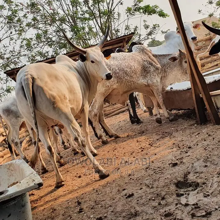 Affordable Cows
