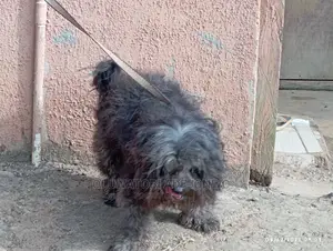 1+ year Male Purebred Lhasa Apso