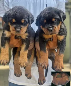 1-3 months Female Purebred Rottweiler