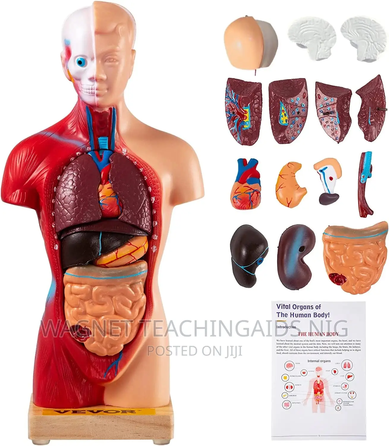Human Body Model
