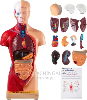 Human Body Model