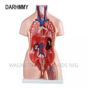 Human Body Model