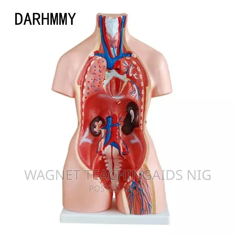 Human Body Model