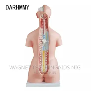 Human Body Model