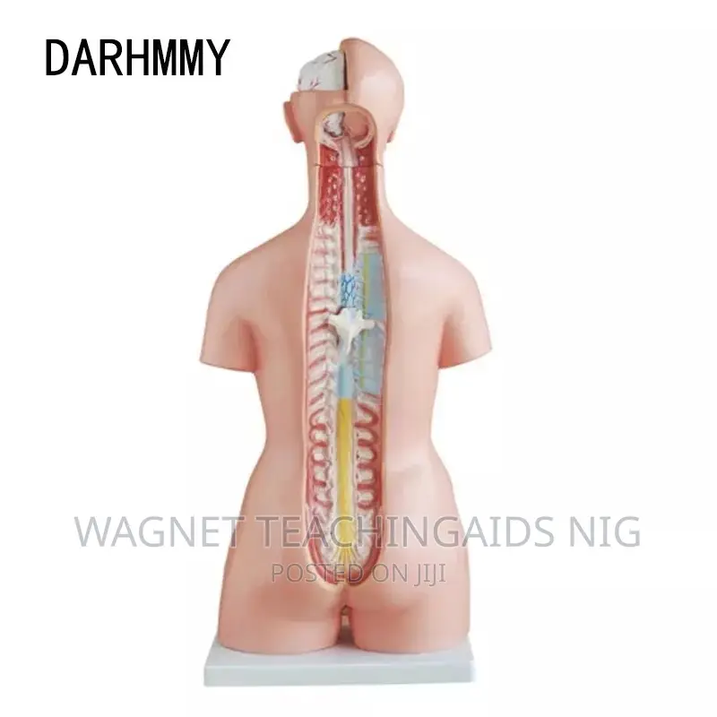 Human Body Model