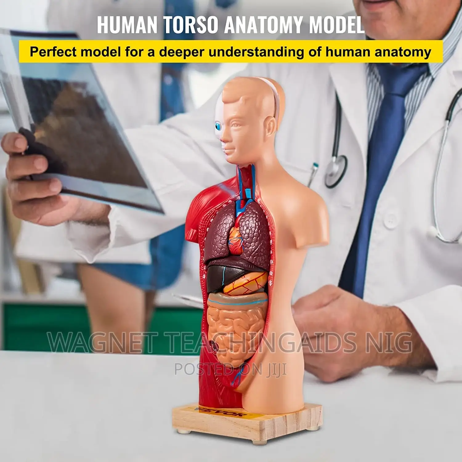 Female Torso