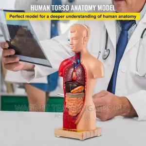 Female Torso