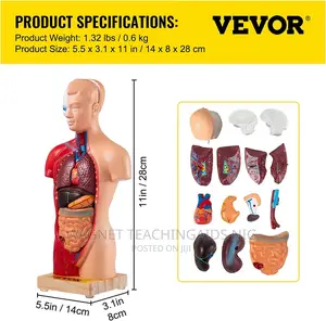 Unisex Anatomy Model/ Torso