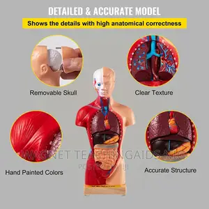Unisex Anatomy Model/ Torso
