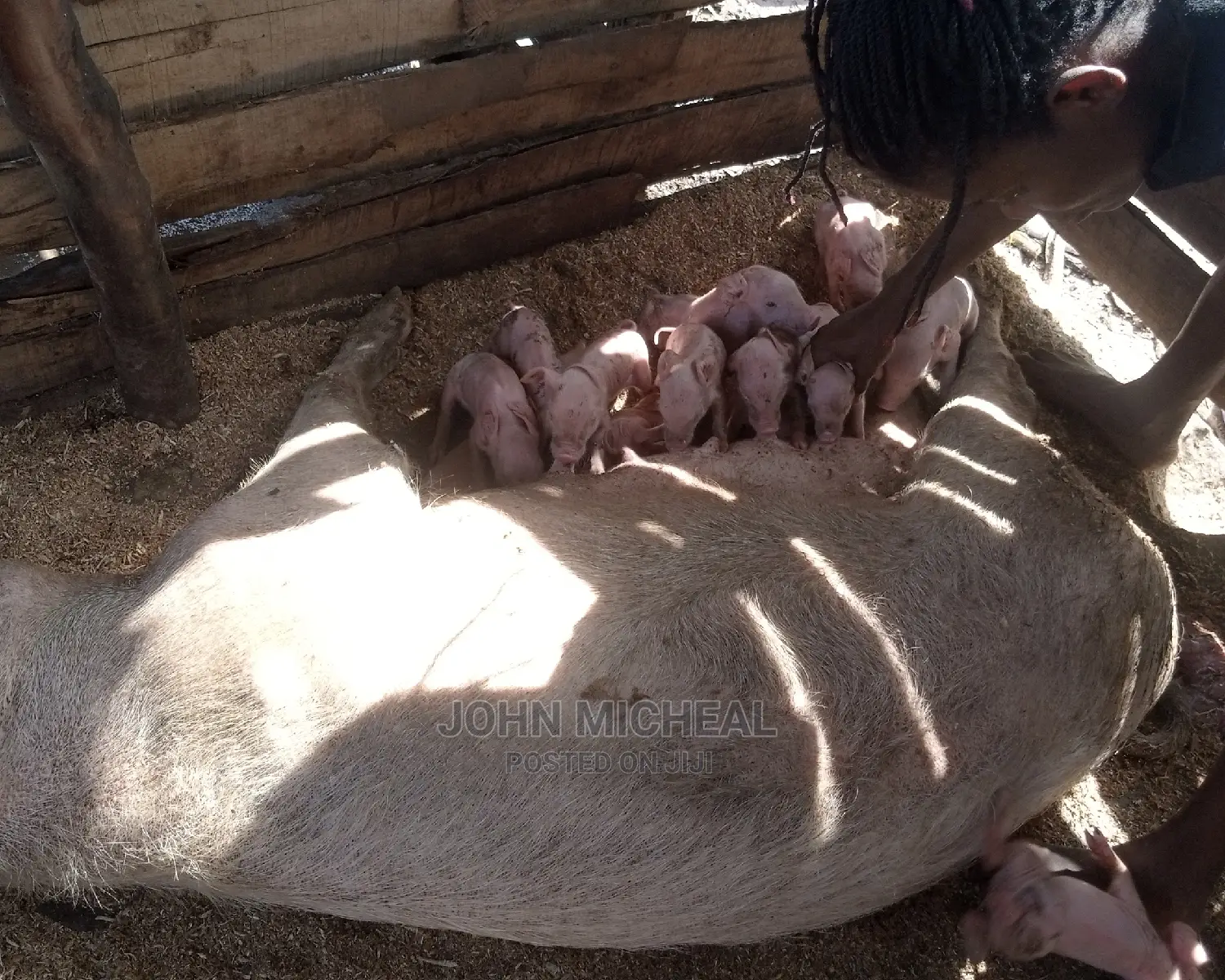 Pigs for Sale