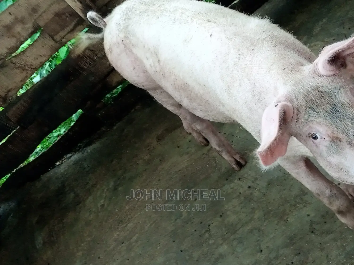 Pigs for Sale