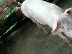 Pigs for Sale