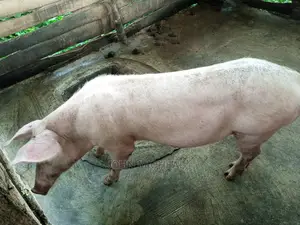 Pigs for Sale
