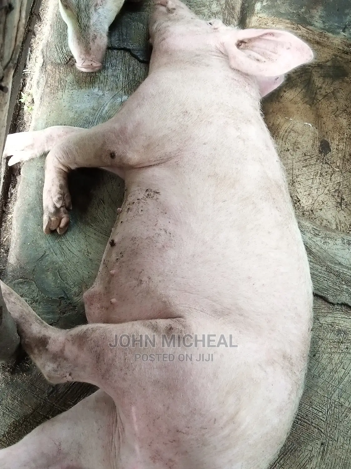 Pigs for Sale