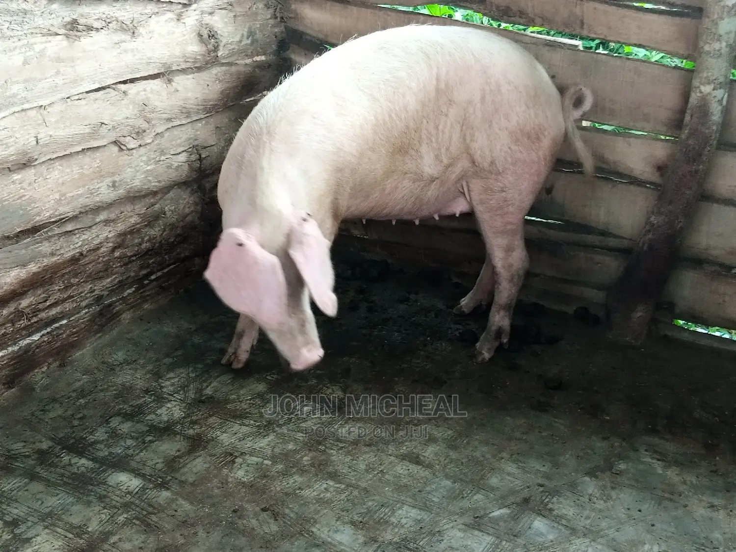 Pigs for Sale