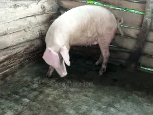 Pigs for Sale