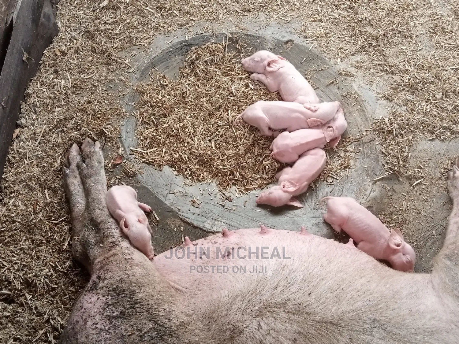 Pigs for Sale