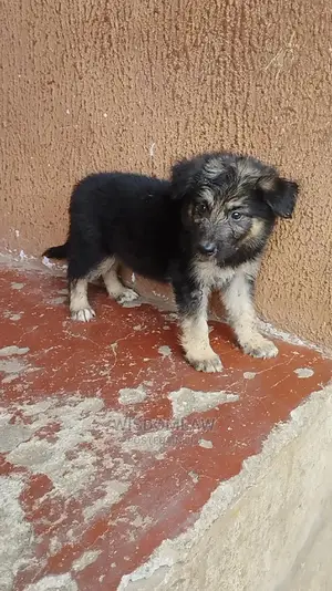 1-3 months Male Purebred German Shepherd