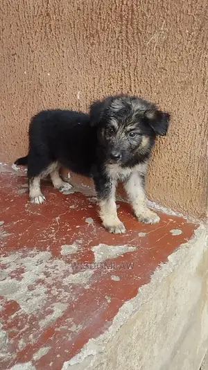 1-3 months Female Purebred German Shepherd