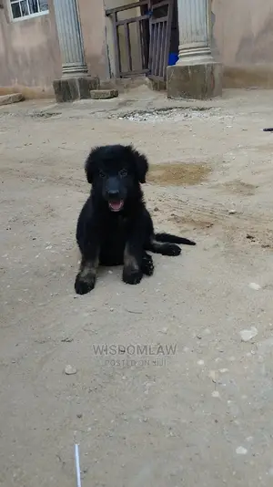 1-3 months Male Purebred German Shepherd