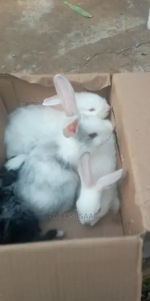 Quality Rabbit Breed for Sale in Benin