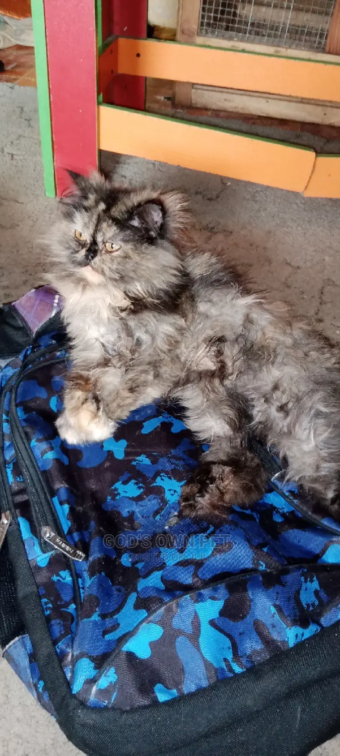 6-12 months Female Purebred Persian