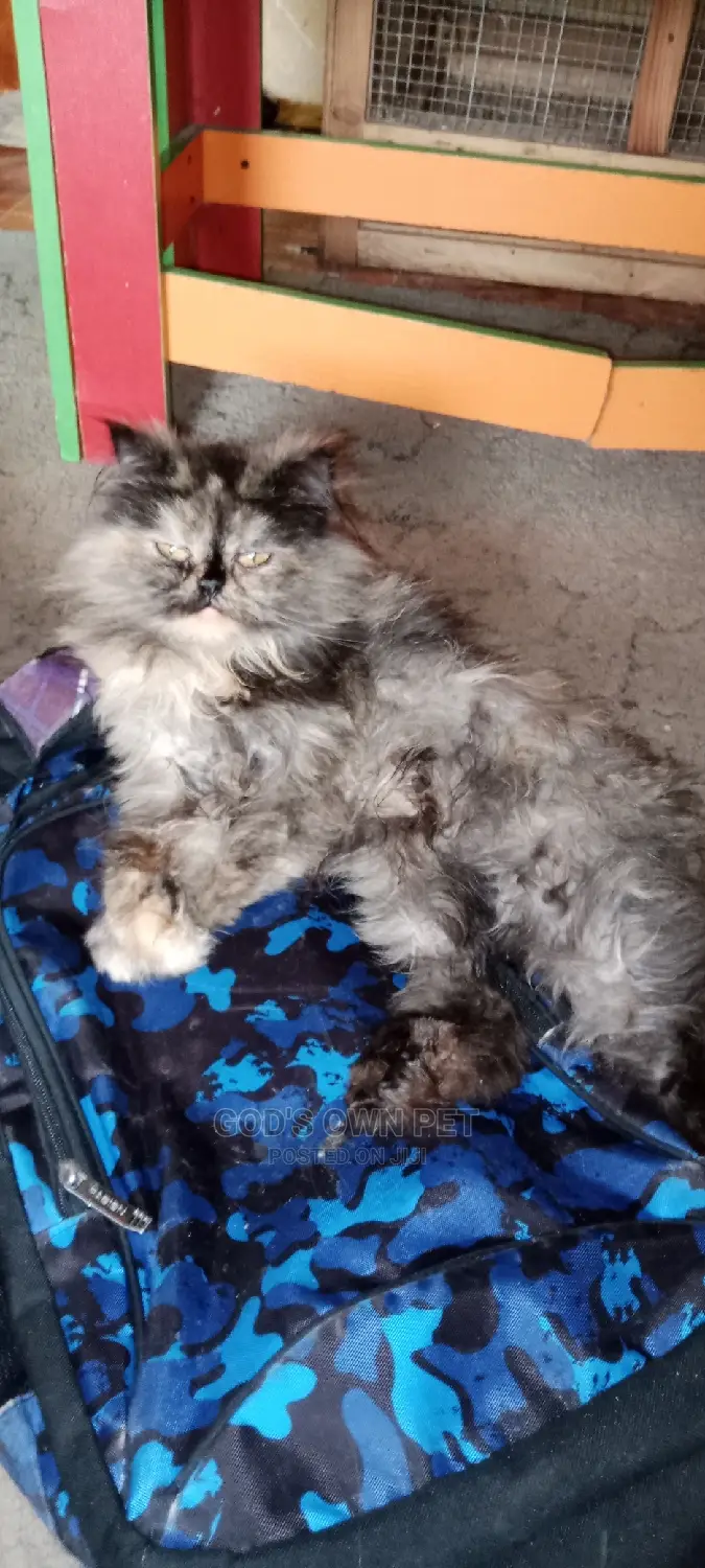 6-12 months Female Purebred Persian