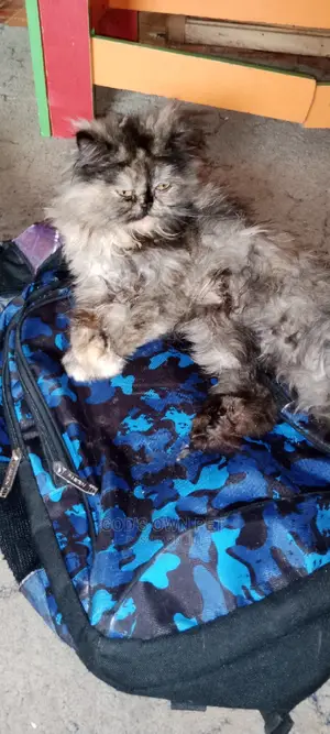 6-12 months Female Purebred Persian