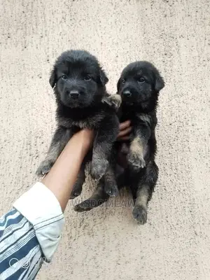 1-3 months Female Purebred German Shepherd