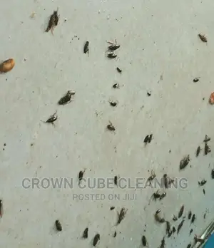 Best House Fumigation Services /