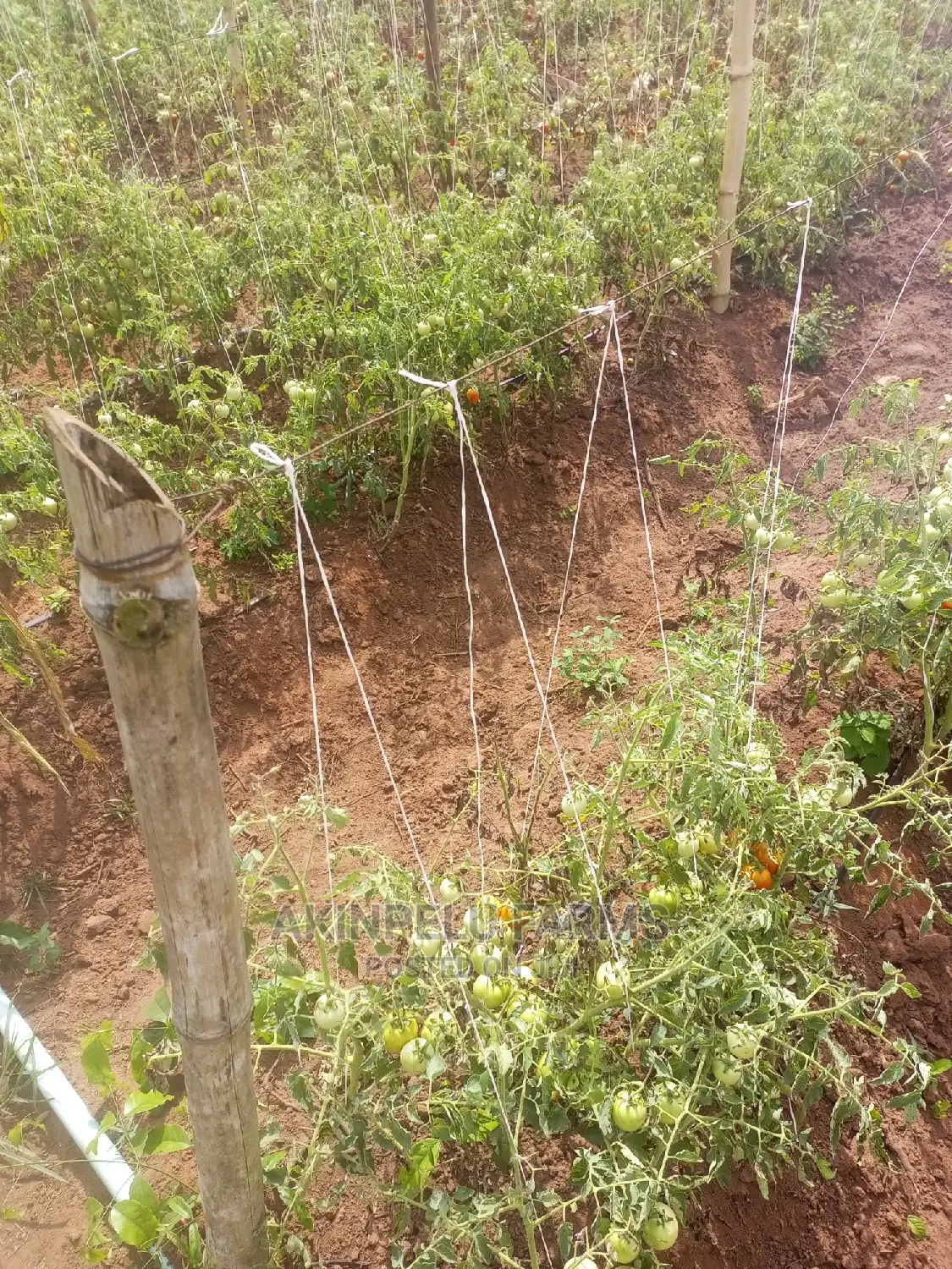 Tomato Farming.