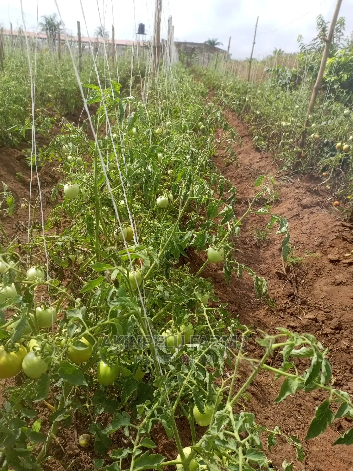 Tomato Farming.