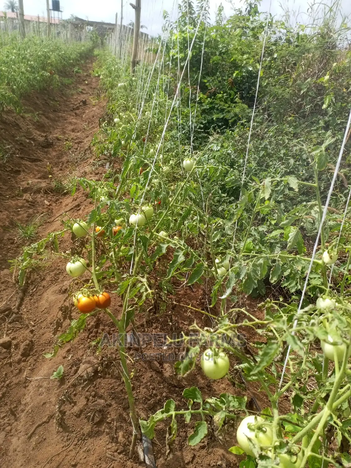 Tomato Farming.