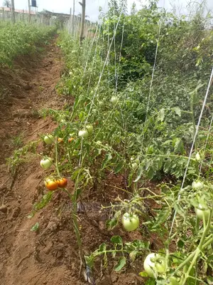 Tomato Farming.