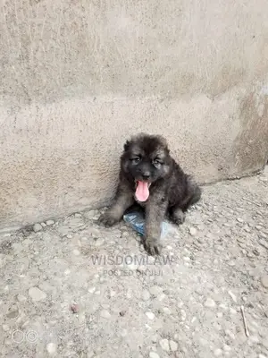 1-3 months Female Purebred Caucasian Shepherd