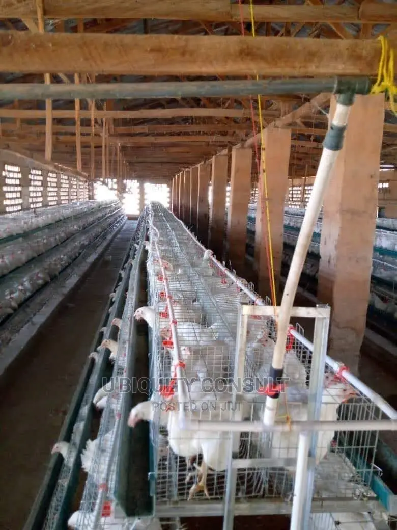 Broilers Cage