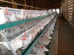 Broilers Cage