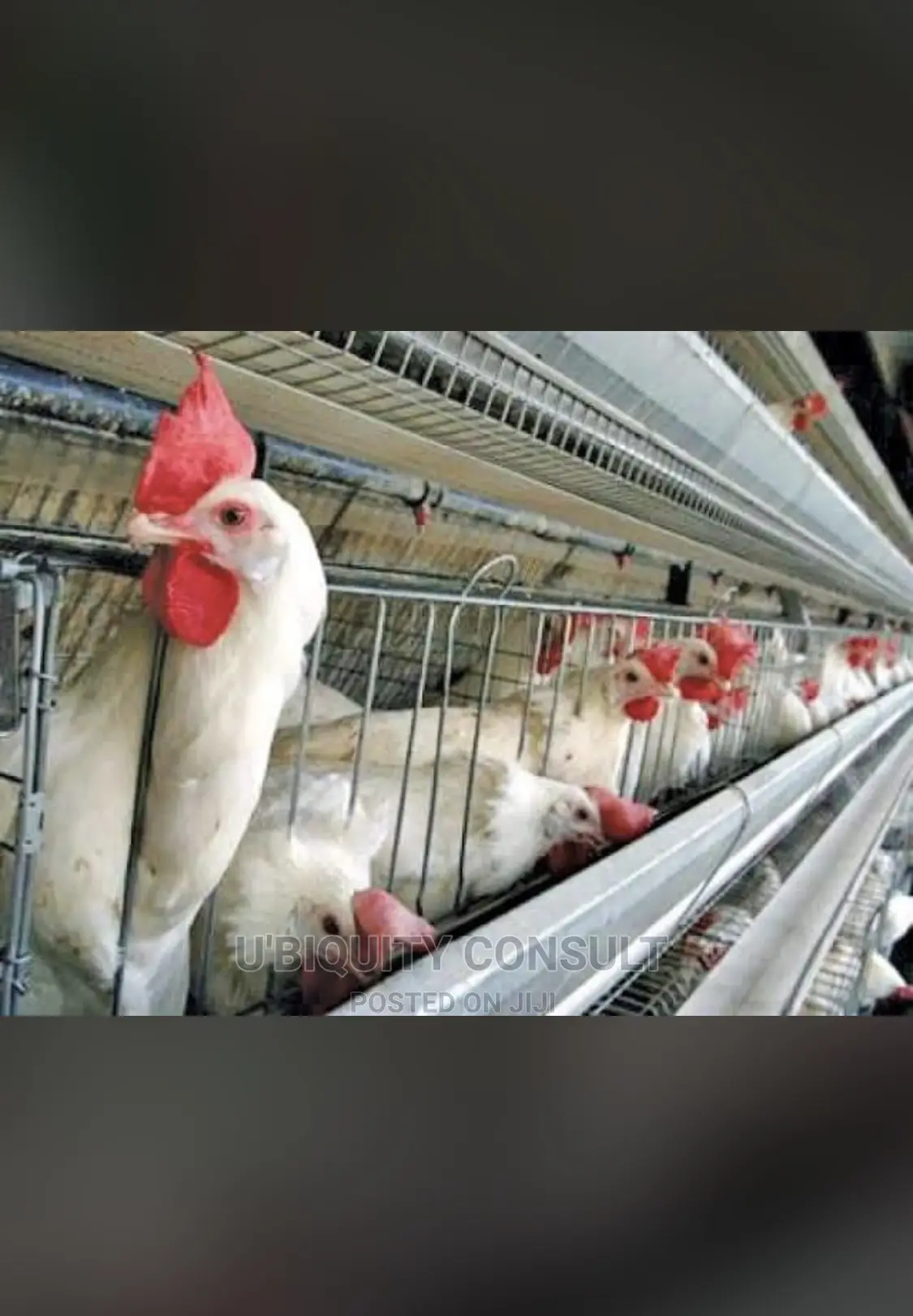 Broilers Cage