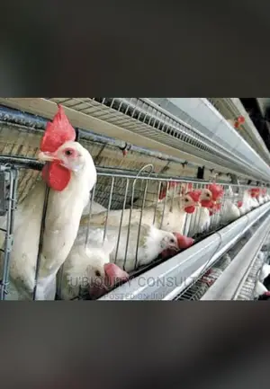 Broilers Cage